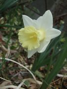 ファイル 2142-1.jpg