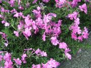 ファイル 2145-1.jpg