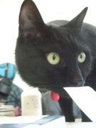 ファイル 2147-1.jpg