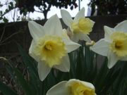 ファイル 2148-1.jpg