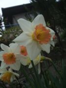 ファイル 2148-2.jpg