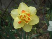 ファイル 2150-1.jpg