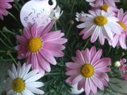 ファイル 2151-1.jpg