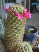 ファイル 2156-1.jpg