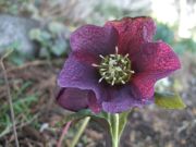 ファイル 2159-1.jpg