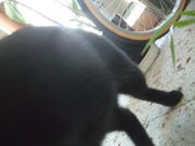 ファイル 2160-1.jpg