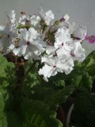 ファイル 2162-1.jpg