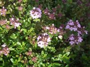 ファイル 2163-1.jpg