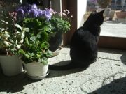 ファイル 2164-1.jpg