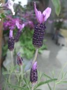 ファイル 2167-1.jpg