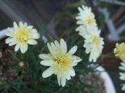 ファイル 2172-1.jpg