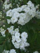 ファイル 2174-1.jpg