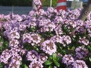 ファイル 2175-1.jpg