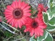 ファイル 2176-1.jpg