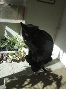 ファイル 2177-1.jpg