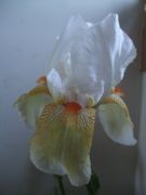 ファイル 2180-1.jpg