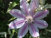 ファイル 2181-1.jpg