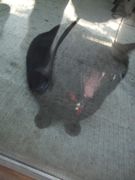 ファイル 2182-1.jpg