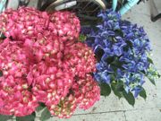 ファイル 2183-1.jpg