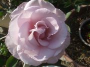 ファイル 2188-1.jpg