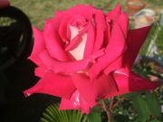 ファイル 2188-2.jpg