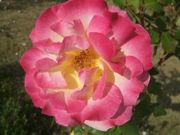 ファイル 2188-3.jpg