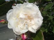 ファイル 2188-4.jpg