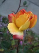 ファイル 2189-1.jpg