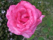 ファイル 2189-2.jpg