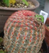 ファイル 2190-1.jpg