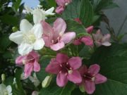 ファイル 2194-1.jpg