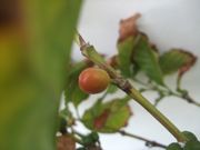 ファイル 2195-1.jpg