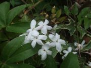 ファイル 2196-1.jpg