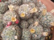 ファイル 2198-1.jpg