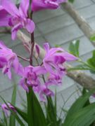 ファイル 2199-1.jpg