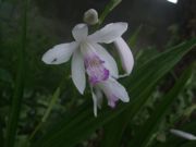 ファイル 2199-2.jpg