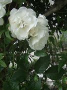 ファイル 2201-1.jpg