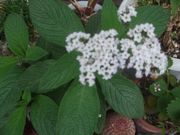 ファイル 2203-1.jpg