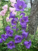 ファイル 2205-1.jpg