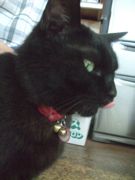 ファイル 2206-1.jpg