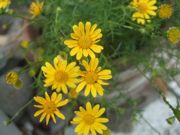 ファイル 2208-1.jpg