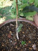 ファイル 2209-1.jpg