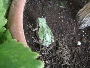 ファイル 2209-2.jpg