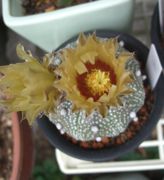 ファイル 2210-1.jpg