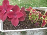 ファイル 2211-1.jpg