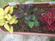 ファイル 2211-2.jpg