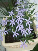 ファイル 2213-1.jpg