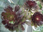 ファイル 2217-1.jpg