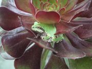 ファイル 2217-2.jpg