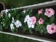 ファイル 2221-1.jpg